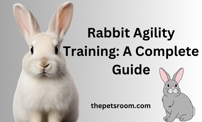 Fulfilling Your Rabbit's Need for Exercise and Enrichment: A Complete Guide