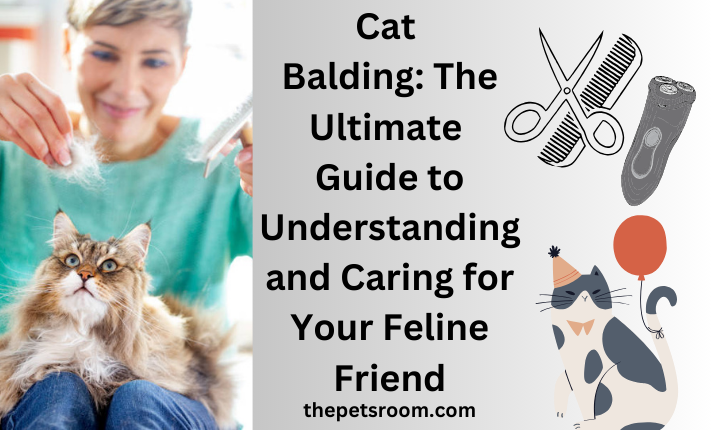 Cat Balding: The Ultimate Guide to Understanding and Caring for Your Feline Friend