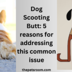 Dog Scooting Butt: 5 reasons for addressing this common issue