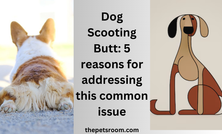 Dog Scooting Butt: 5 reasons for addressing this common issue