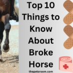 Top 10 Things to Know About Broke Horse