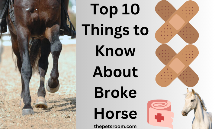 Top 10 Things to Know About Broke Horse