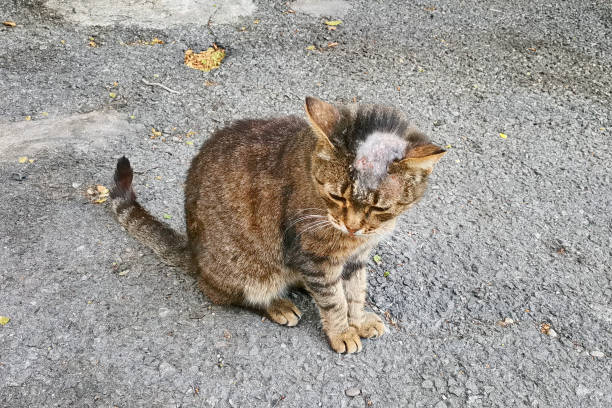 Cat Balding