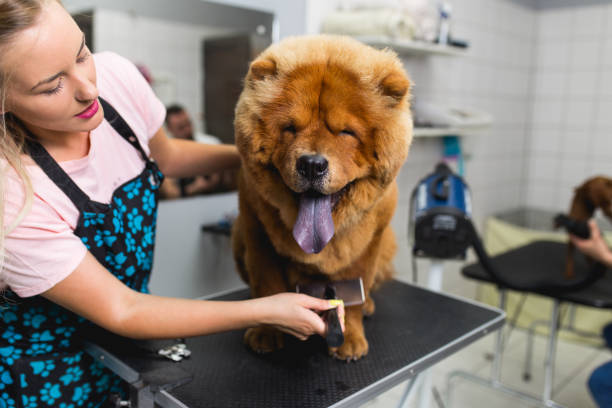 Significance Of Pet Grooming