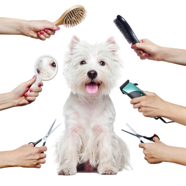 Significance Of Pet Grooming