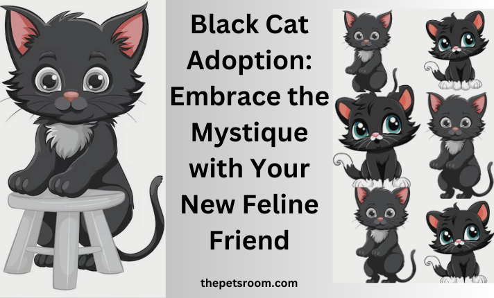 Black Cat Adoption: Embrace the Mystique with Your New Feline Friend