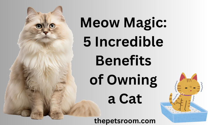 Meow Magic: 5 Incredible Benefits of Owning a Cat