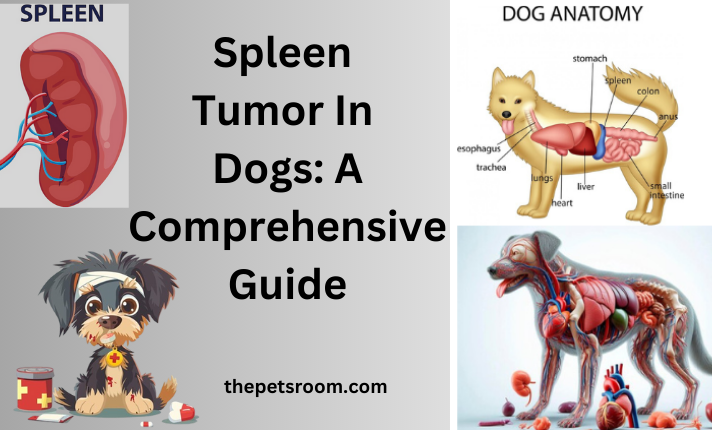 Spleen Tumor In Dogs: A Comprehensive Guide