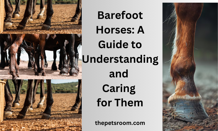 Barefoot Horses: A Guide to Understanding and Caring for Them