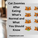 Cat Zoomies After Eating: What’s Normal and What You Should Know