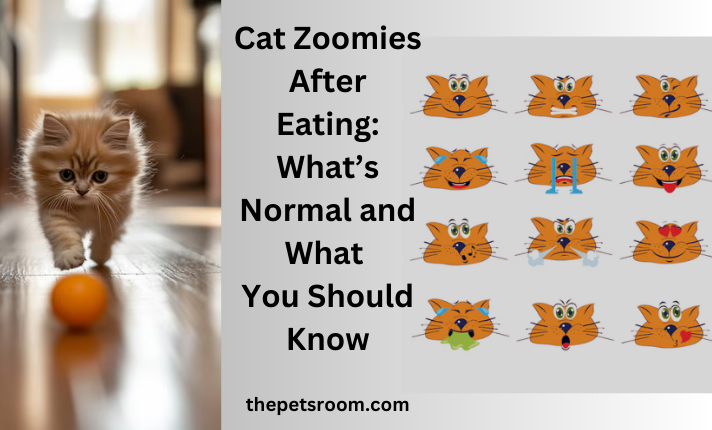 Cat Zoomies After Eating: What’s Normal and What You Should Know