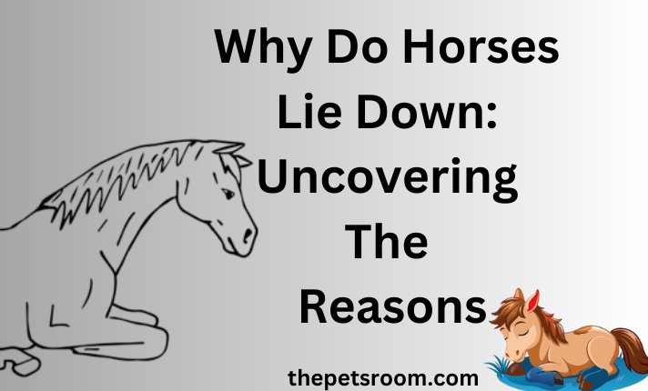 Why Do Horses Lie Down: Uncovering The Reasons