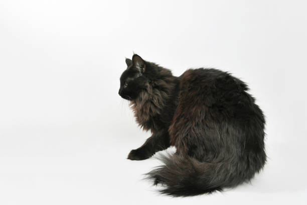 Black Cat Adoption: Embrace the Mystique with Your New Feline Friend