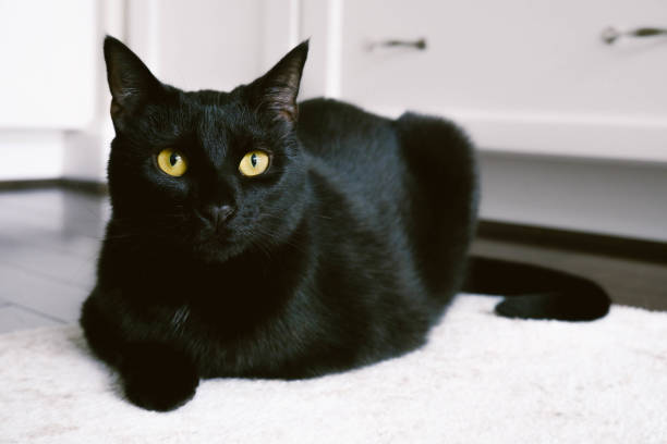 Black Cat Adoption: Embrace the Mystique with Your New Feline Friend