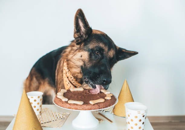 Liver Cake For Dogs