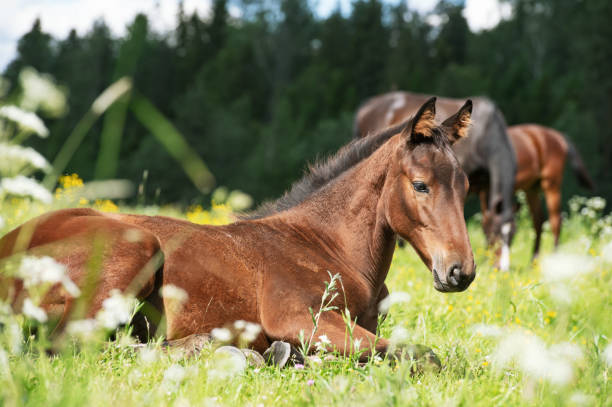 Why Do Horses Lie Down: Uncovering The Reasons