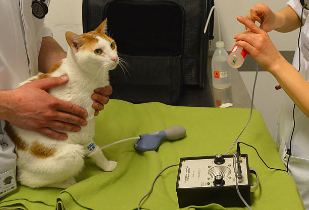 Blood Tests for Cats: What You Should Know