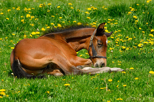 Do Horses Lay on Their Side? Absolutely, horseback riders lie down on their sides when they're asleep or feel especially at peace. It is more typical to see horses resting on its stomach and chest or sternal recumbency do horses lie on their backs? It's true, especially when they're in the all-important REM sleep. If you observe horses lying on their side for a prolonged period it could indicate suffering or illness, therefore it's important to be aware of the horse's behavior.