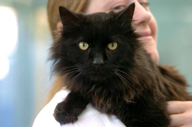 Black Cat Adoption: Embrace the Mystique with Your New Feline Friend