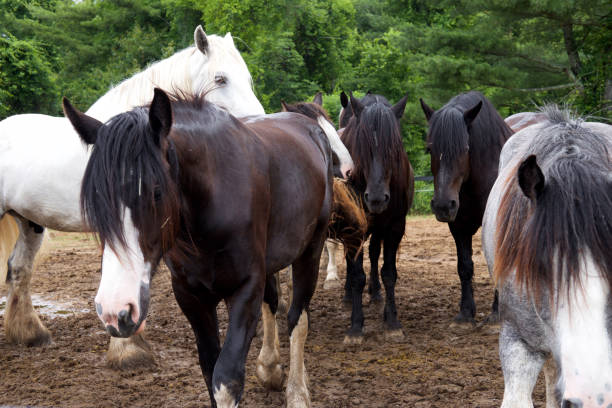 Horse Livery