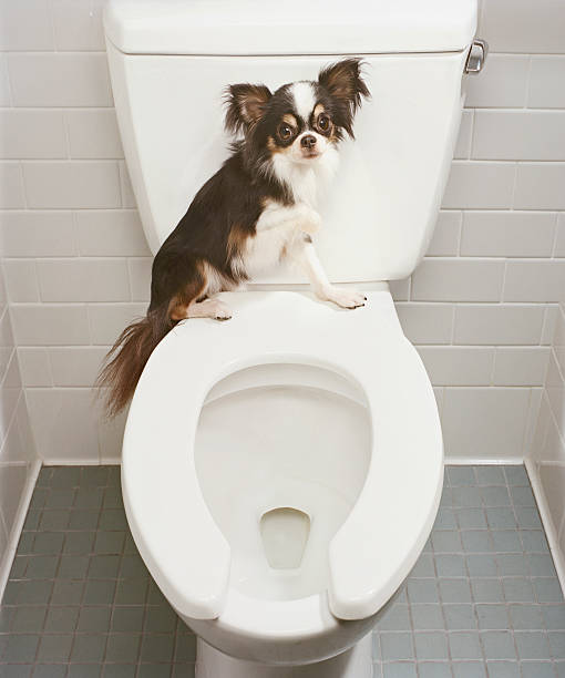 Puppy Toilet Training: Transform Your Puppy’s Behavior in 7 Days