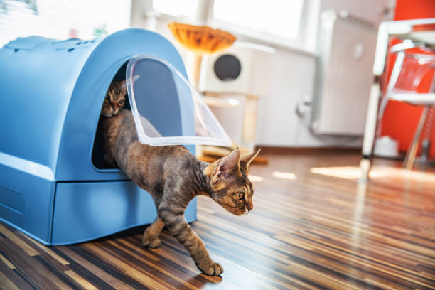 Cat litter box