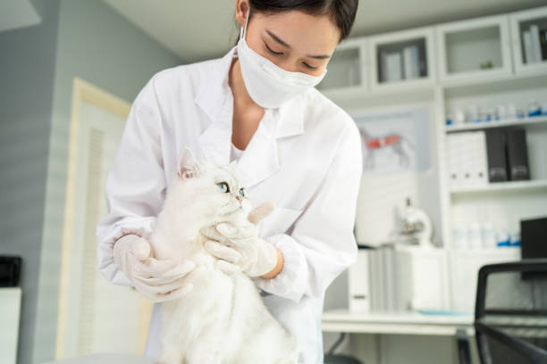 Blood Tests for Cats: What You Should Know