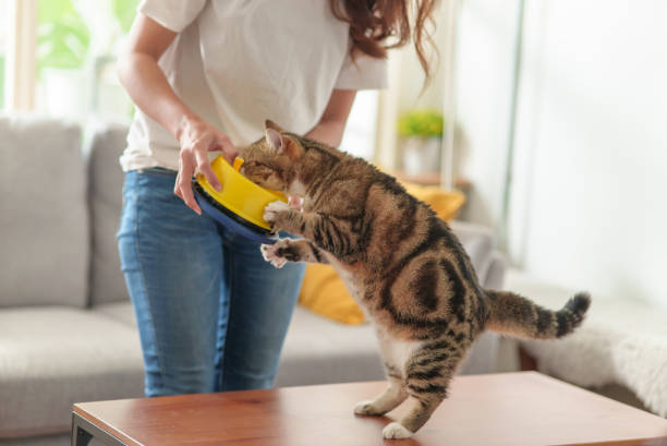 Cat Zoomies After Eating