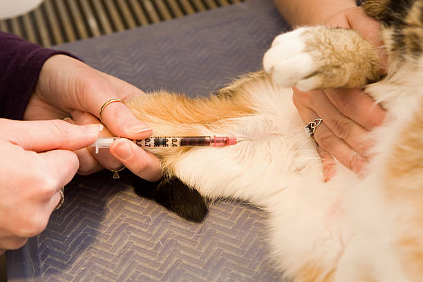 Blood Tests for Cats: What You Should Know