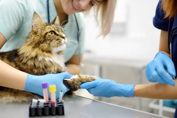 Blood Tests for Cats: What You Should Know