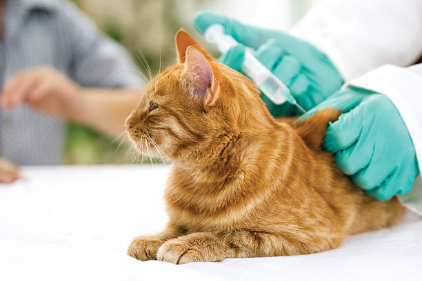 Blood Tests for Cats: What You Should Know