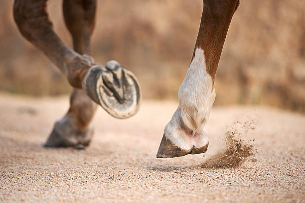 Barefoot Horses