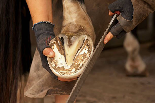 Barefoot Horses A Guide to Understanding and Caring for Them