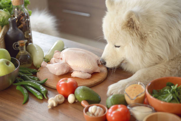 Dog Delights: Nourishing Your Pet With Wholesome Food