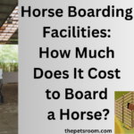 Horse Boarding Facilities: How Much Does It Cost to Board a Horse?