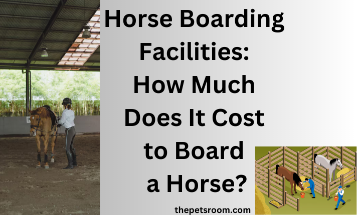 Horse Boarding Facilities: How Much Does It Cost to Board a Horse?