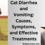 Cat Diarrhea