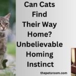 Can Cats Find Their Way Home?