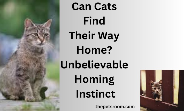 Can Cats Find Their Way Home?