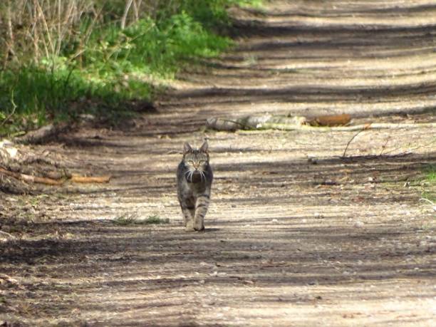 can cats find their way home