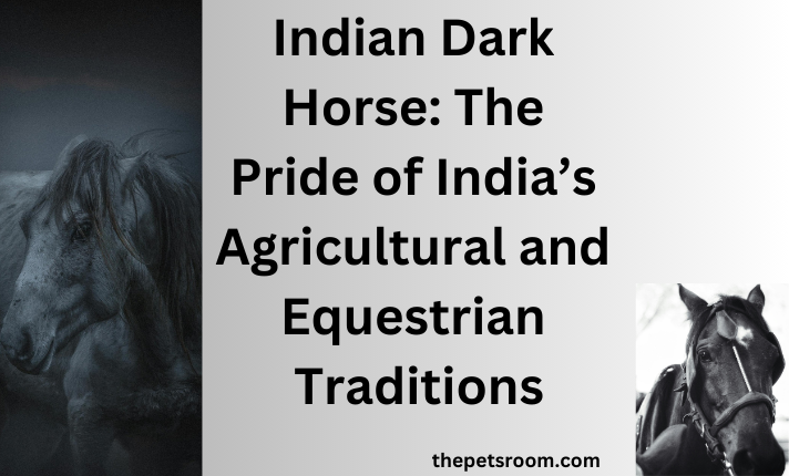 Indian Dark Horse: The Pride of India’s Agricultural and Equestrian Traditions