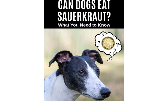 Can Dogs Eat Sauerkraut? Exploring the Benefits and Risks