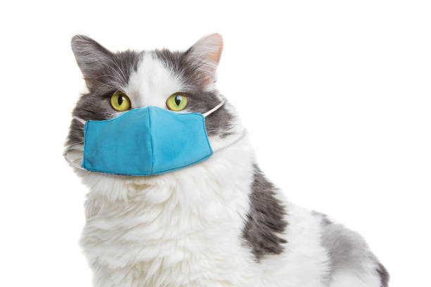 Cat Mask: Safety, Style, and Everything You Need to Know