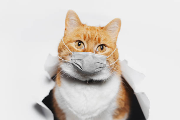 Cat Mask: Safety, Style, and Everything You Need to Know